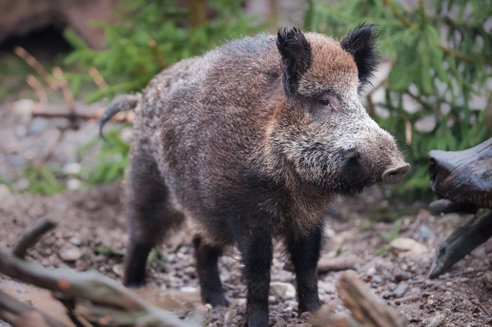 Wildschwein (Bild: © Bildagentur PantherMedia / Peter Wey)