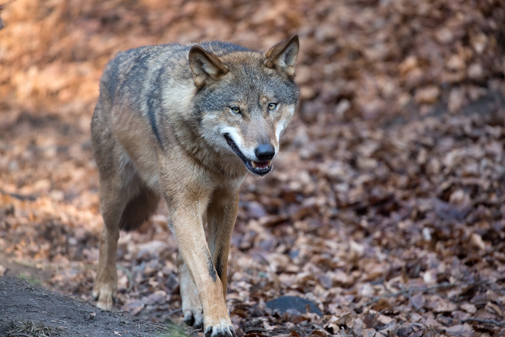 Wolf (Illustrationsbild: © Bildagentur PantherMedia / Janusz Pieńkowski)