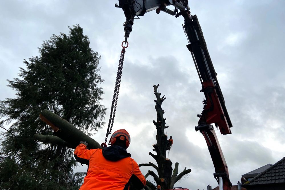 Blutbuche in Eupen gefällt (Bild: Julia Slot/BRF)