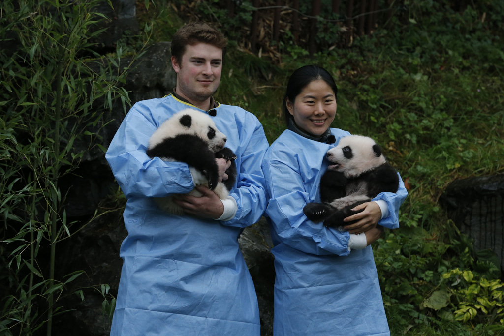 Pfleger tragen die Pandas Bao Di und Bao Mei (Bild: Nicolas Maeterlinck/Belga)