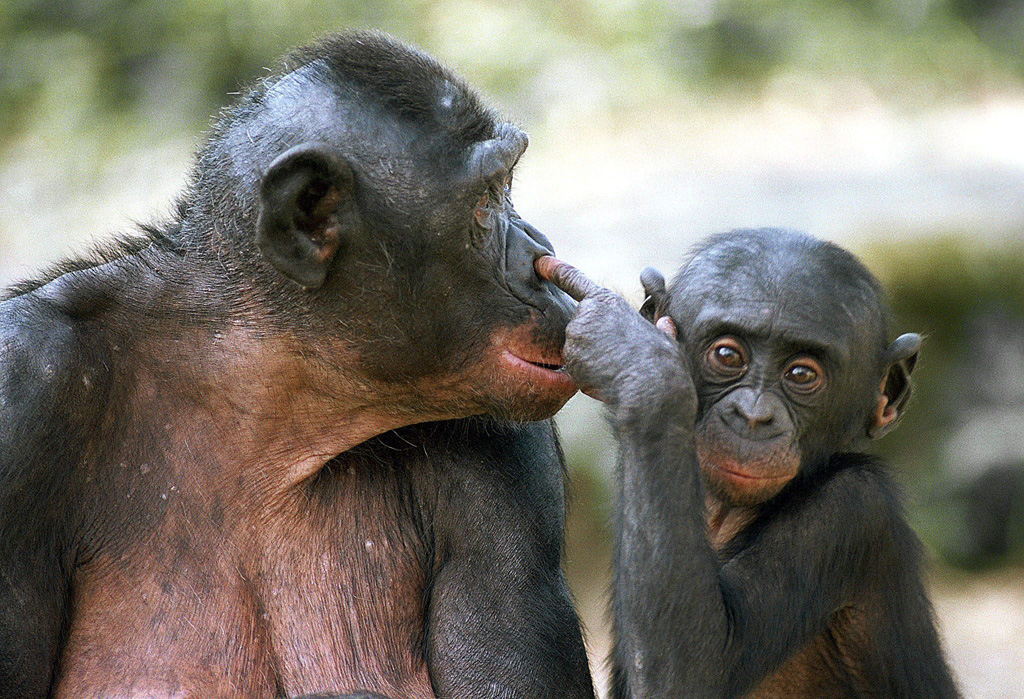 Bonobos im Antwerpener Zoo (Archivbild aus dem Jahr 2000: Rob Doolaard/ Belga)