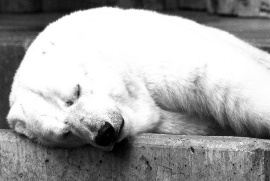 Eisbär (Archivbild: Belga)