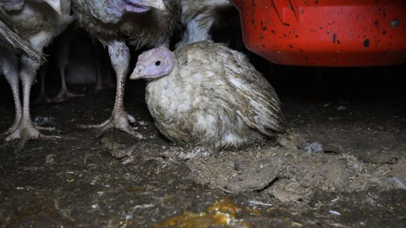 Unmögliche Zustände bei der Truthahn-Aufzucht