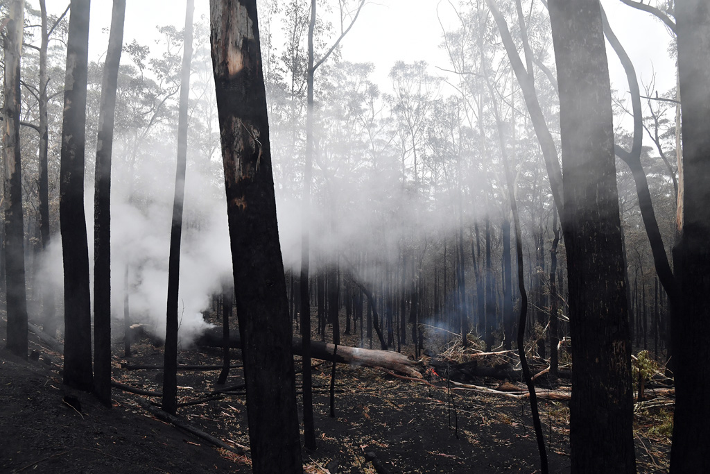 Buschfeuer zerstören immer mehr Land - Nowra in New South Wales (Bild: Saeed Khan/AFP)