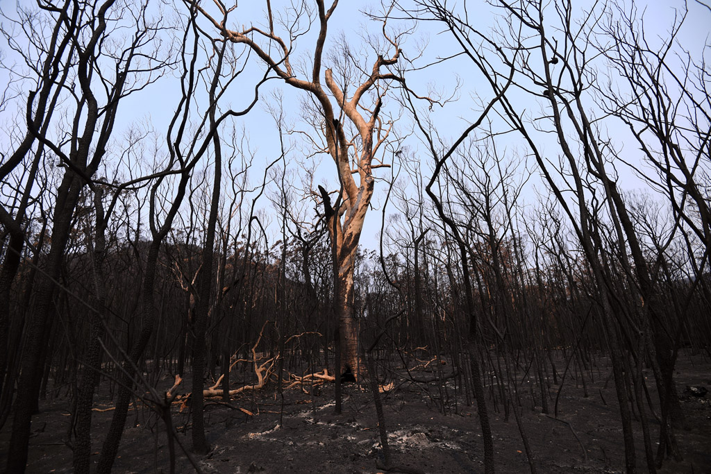 Verbrannte Waldfläche im Budgong National Park in New South Wales (Bild: Saeed Khan/AFP)