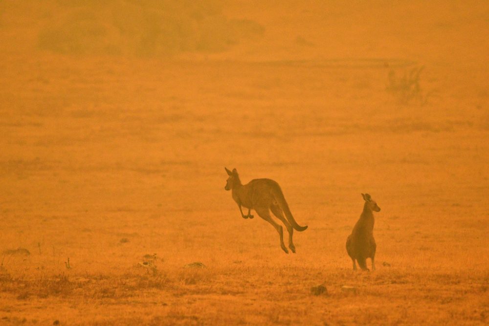 Buschbrände in Australien (Bild: Saeed Khan/AFP)