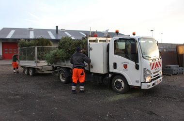 Die Weihnachtsbäume werden auf dem Bauhof gehäckselt und als Mulch weiterverwertet (Bild: Katrin Margraff/BRF)