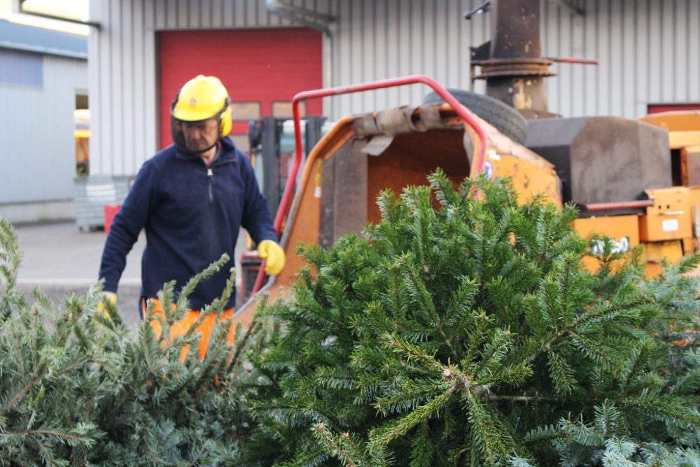 Die Weihnachtsbäume werden auf dem Bauhof gehäckselt und als Mulch weiterverwertet (Bild: Katrin Margraff/BRF)