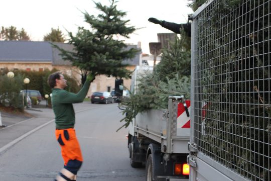 In Raeren sammeln die Bauhof-Mitarbeiter die Weihnachtsbäume ein (Bild: Katrin Margraff/BRF)