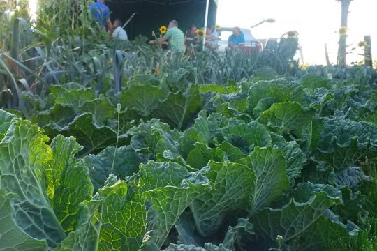 In Galhausen baut die VoG Vegder Jemös ökologisch Gemüse an (Bild: Vegder Jemös)