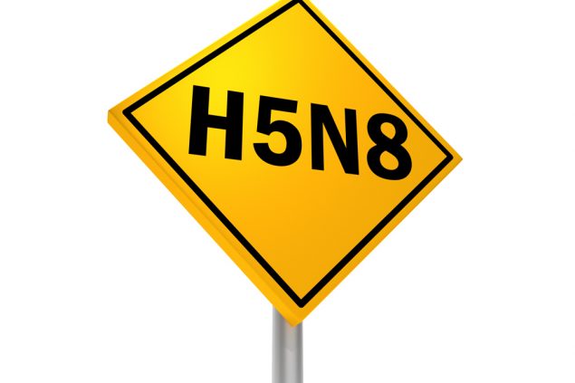 H5N8, Vogelgrippe (© Bildagentur PantherMedia / Ton Snoei (YAYMicro))