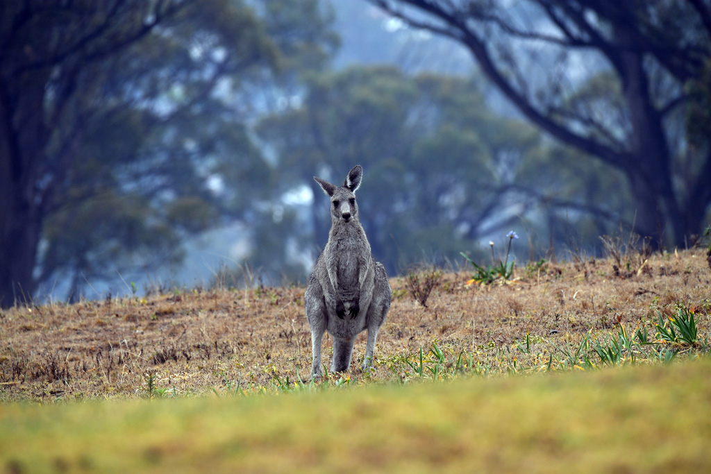 Känguru (Bild: Saeed Khan/AFP)