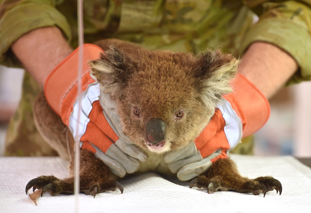 Ein verletzter Koala wird medizinisch behandelt