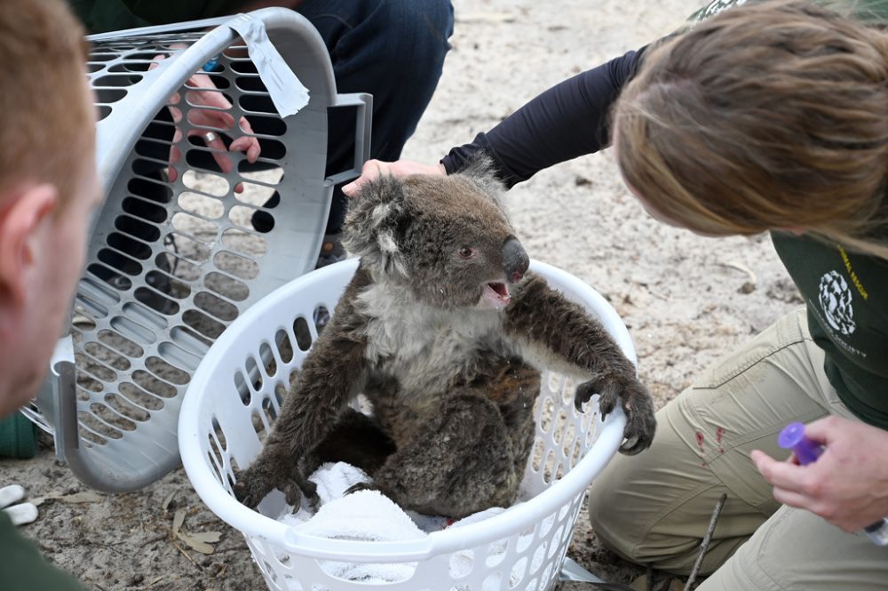 Geretteter Koala-Bär auf Kangaroo Island (Bild: Peter Parks/AFP)