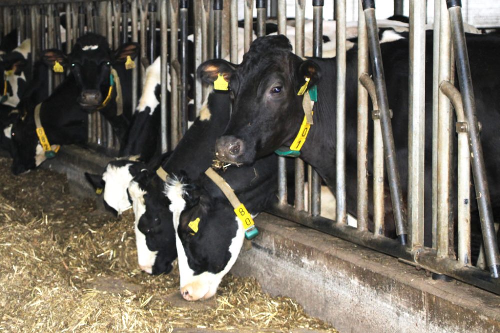 Kühe in einem Stall