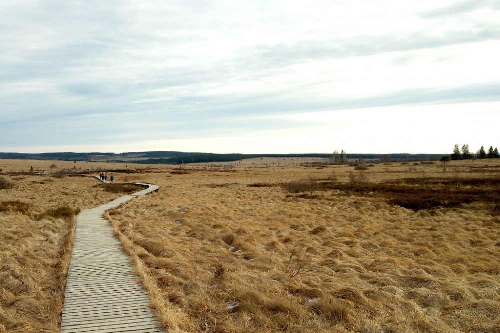 Wandern im Hohen Venn - zu jeder Jahreszeit schön (Bild: Manuel Zimmermann/BRF)