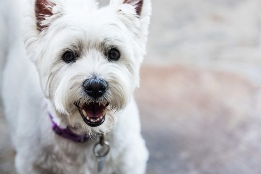 West Highland Terrier (© Bildagentur PantherMedia / Gail Salter)