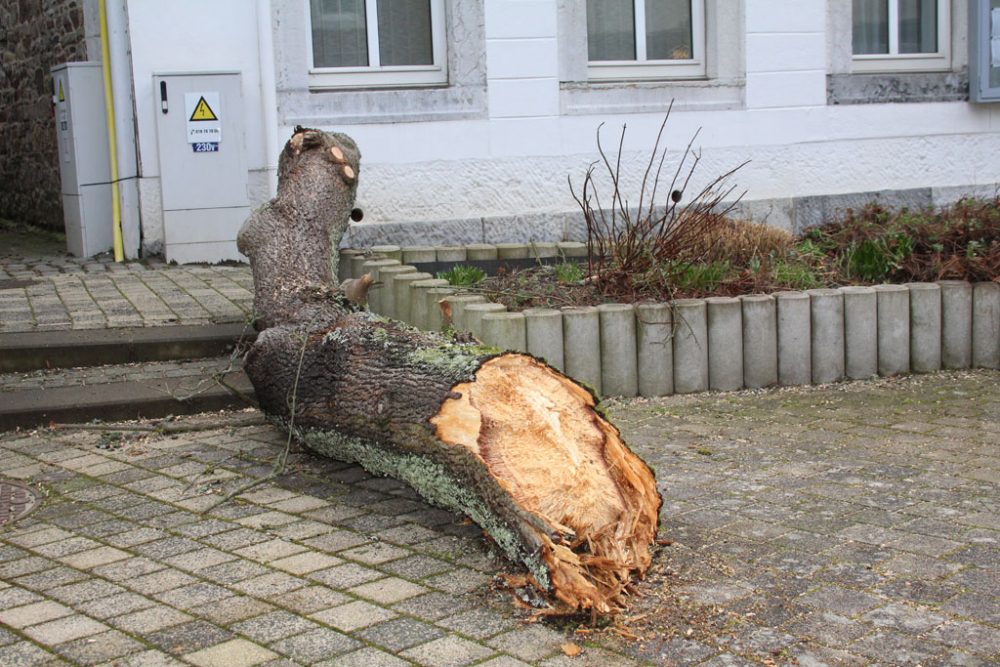 Aufräumarbeiten nach Sturm Ciara (Bild: Lena Orban/BRF)