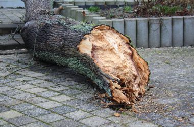 Aufräumarbeiten nach Sturm Ciara (Bild: Lena Orban/BRF)