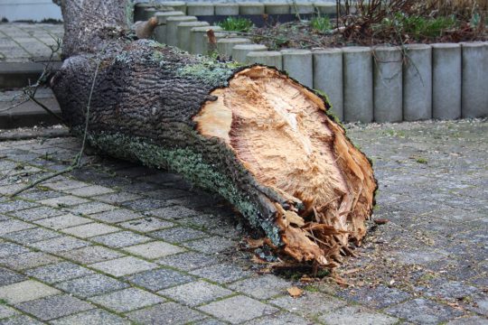 Aufräumarbeiten nach Sturm Ciara (Bild: Lena Orban/BRF)