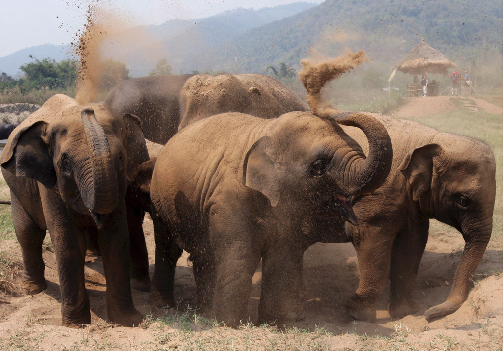 Asiatische Elefanten in Thailand (Bild: Barbara Walton/EPA)