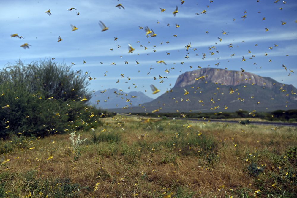 Heuschreckenplage in Kenia (Bild: Tony Karumba/AFP)