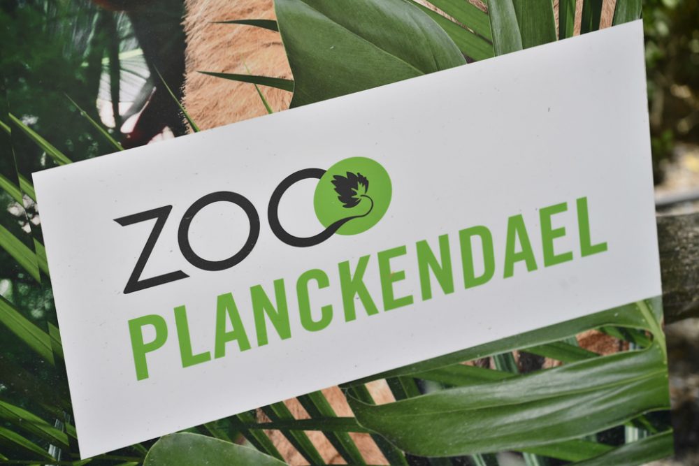 Zoo von Planckendael (Bild: Laurie Dieffembacq/Belga)