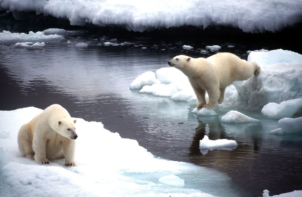 Eisbären (Illustrationsbild: Greenpeace/EPA)