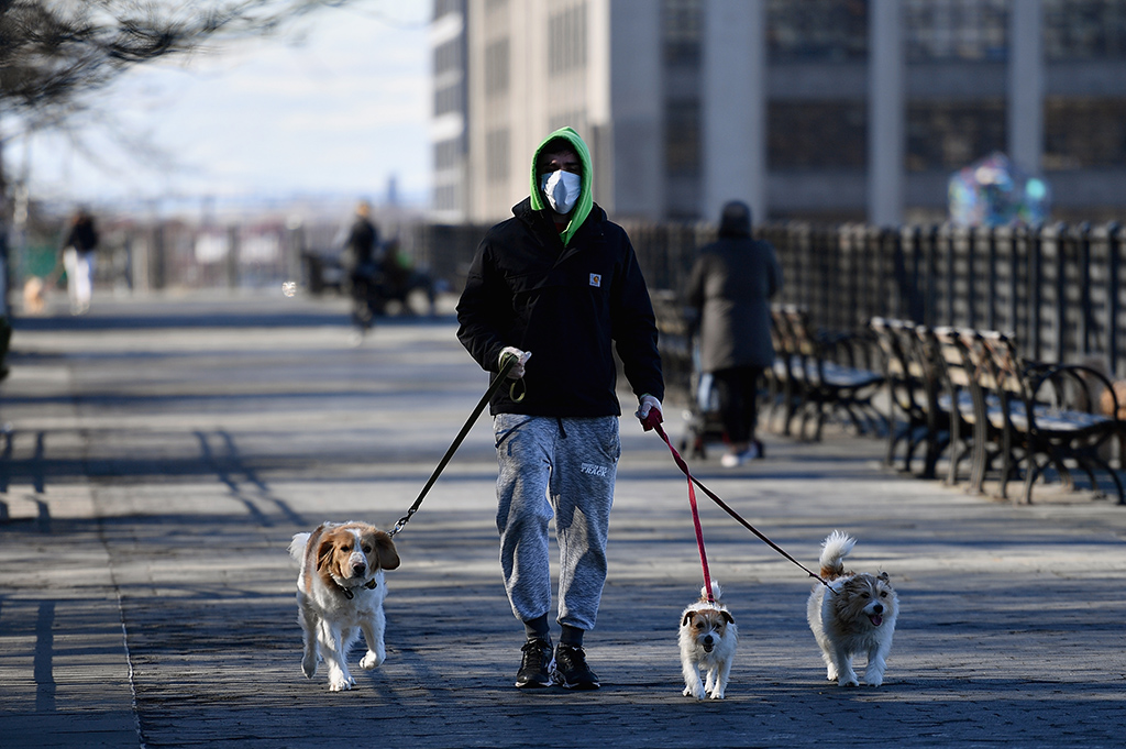 Mann mit Hunden in New York (Bild: Angela Weiss/AFP)