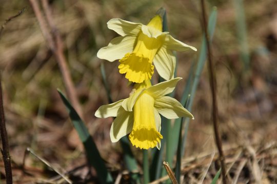 Bild: Chantal Scheuren/BRF