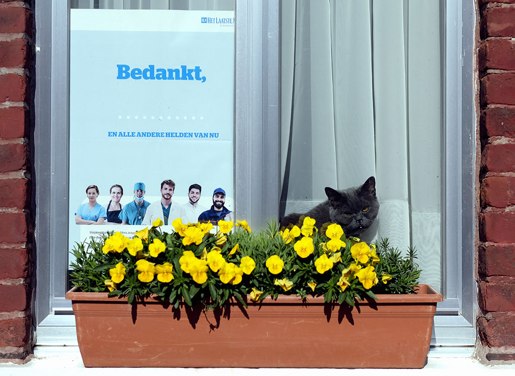 Katz und Dankes-Poster für das Pflegepersonal hinter einem Fenster in Hakendover (Tienen) (Bild: Eric Lalmand/Belga)