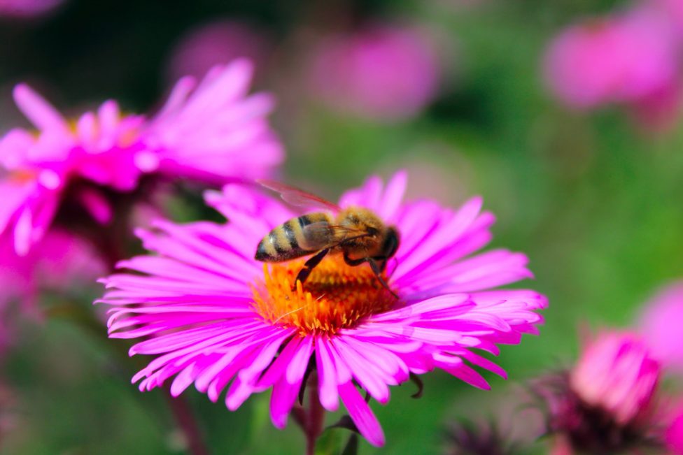 Biene auf Blume im Garten