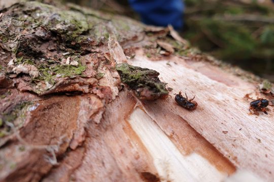 Im Hertogenwald geht es dem Borkenkäfer an den Kragen (Bild: Lena Orban/BRF)
