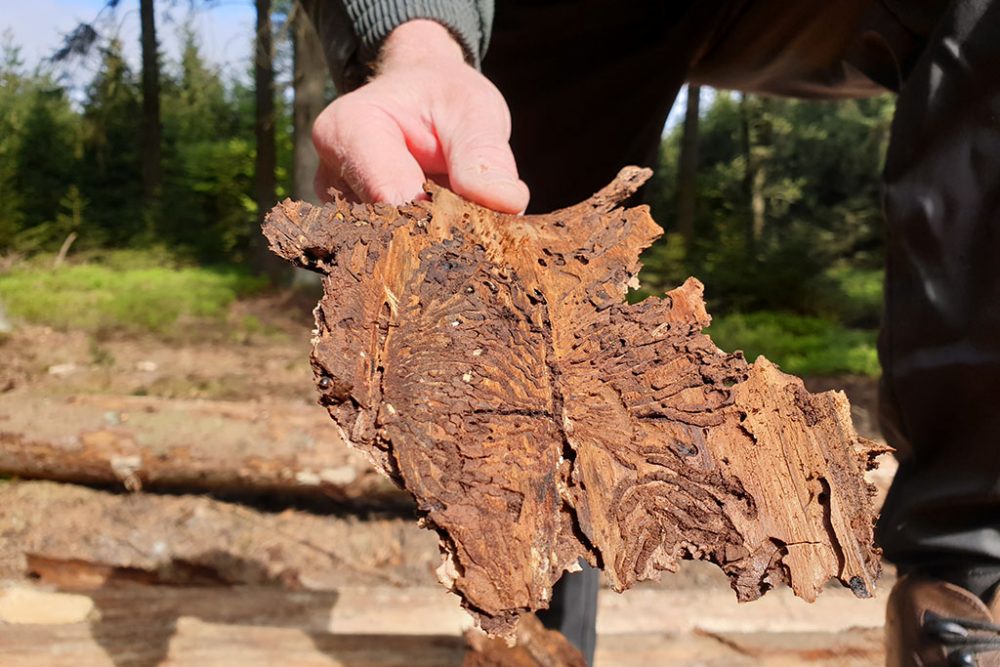 Im Hertogenwald geht es dem Borkenkäfer an den Kragen (Bild: Lena Orban/BRF)