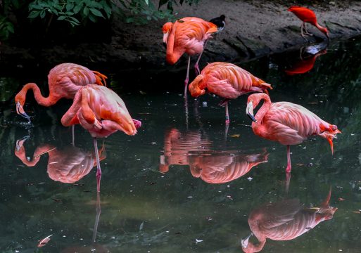 Flamingos im Pairi Daiza (Archivbild: Virginie Lefour/Belga)