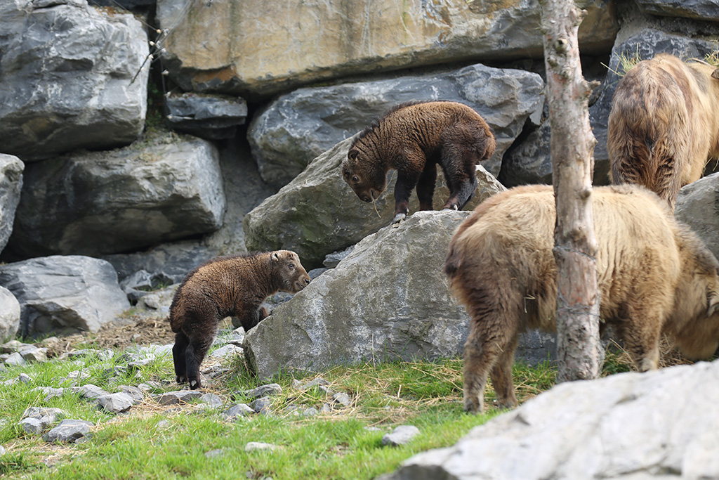 Nachwuchs im Tierpark Pairi Daiza: Am 13. und am 20. März wurden zwei Goldtakin-Babys geboren (Bild: Pairi Daiza)