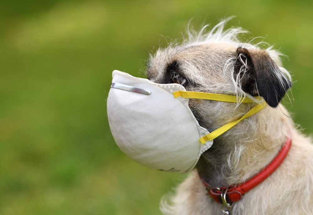 Hund mit Maske (Illustrationsbild: Chris Delmas/AFP)