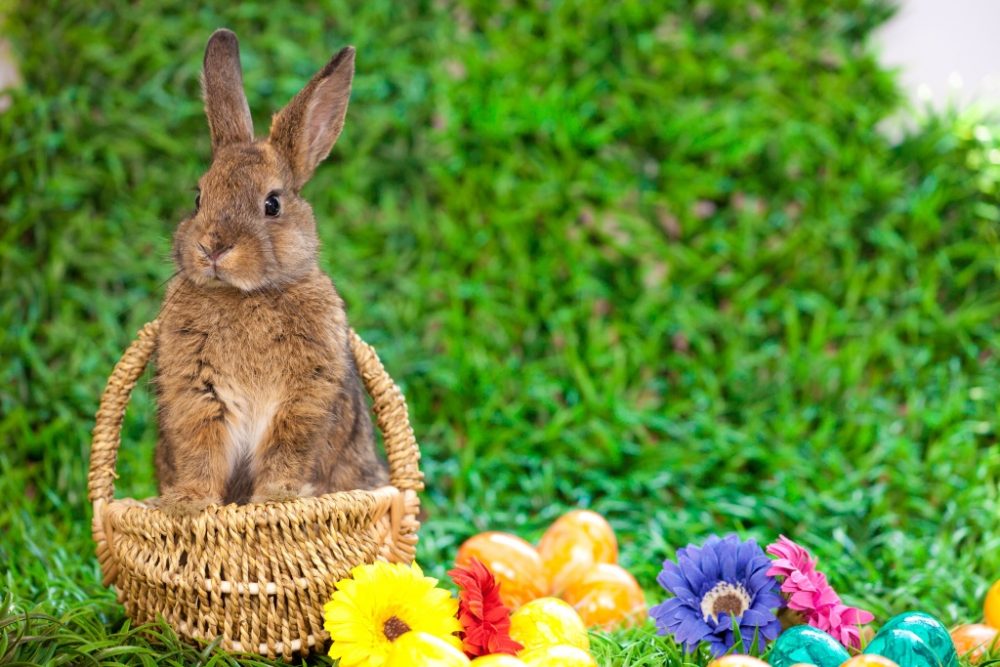 Osterhase (© Bildagentur PantherMedia / Murat Subatli)