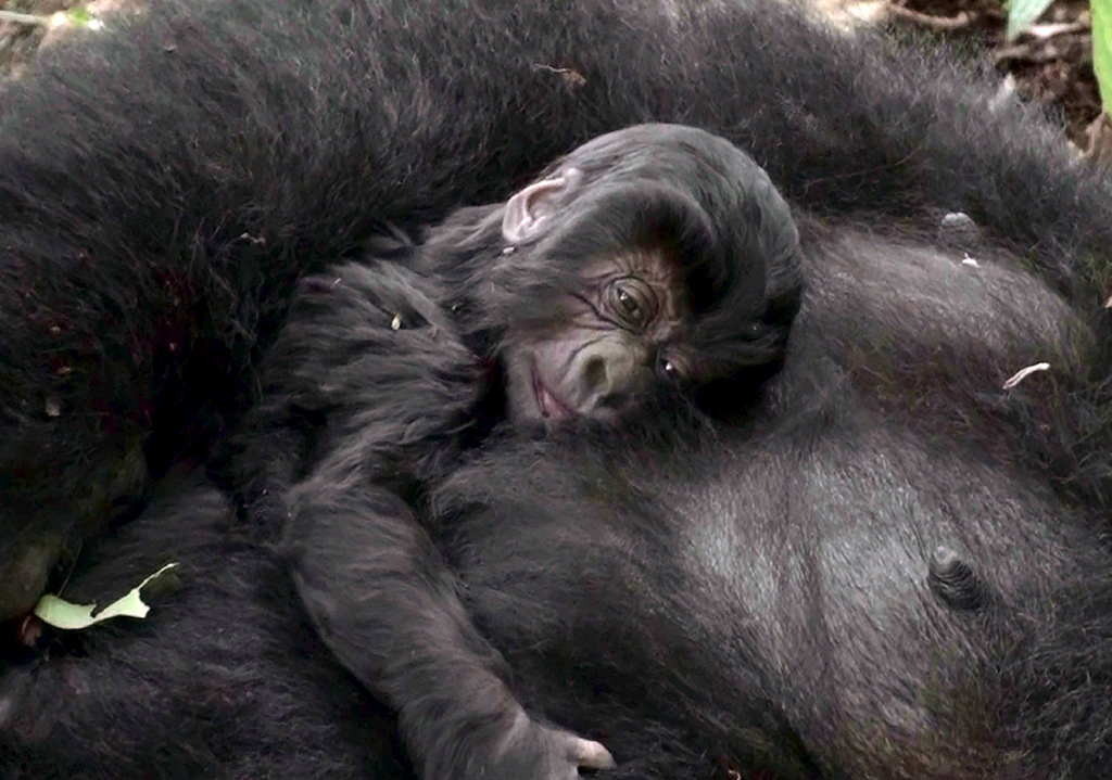 Seltener Anblick: Ein Berggorilla-Junges mit seiner Mutter (Illustrationsbild: EPA/ICCN/WWF)