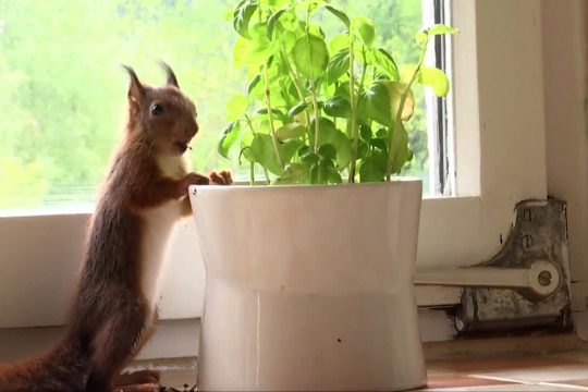 Eichhörnchen Noisette aus Malmedy (Bild: BRF Fernsehen)
