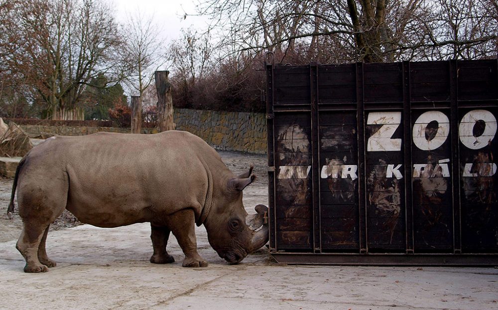 Fatu ist eines der letzten beiden Nördlichen Breitmaulnashörner: Im Dezember 2009 verließ sie den Zoo in Tschechien und wurde in Kenia ausgewildert (Bild: Handout Zoo/EPA)