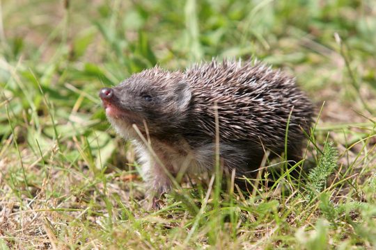Igel (Bild: Tomasz Wojtasik/EPA)