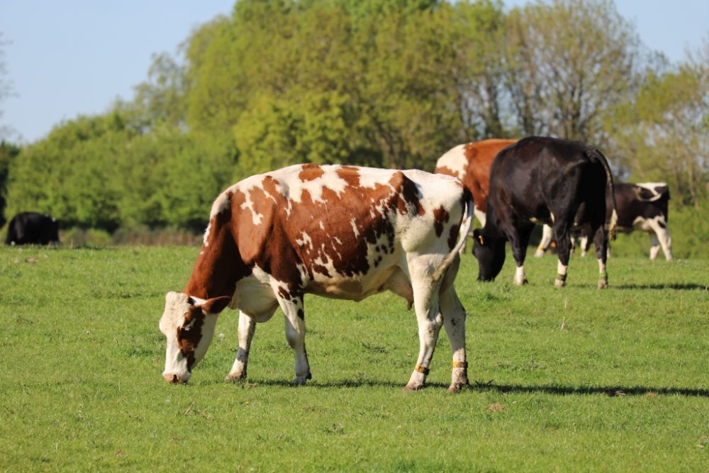 Landwirtschaft