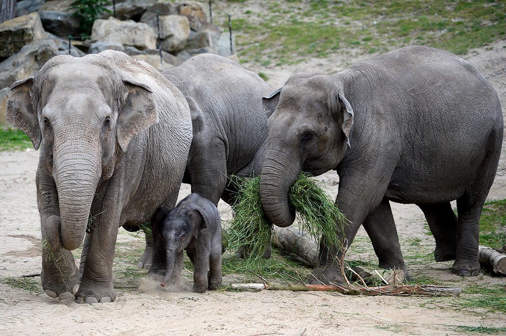 Elefanten im Tierpark Planckendael (Archivbild: Dirk Waem/Belga)