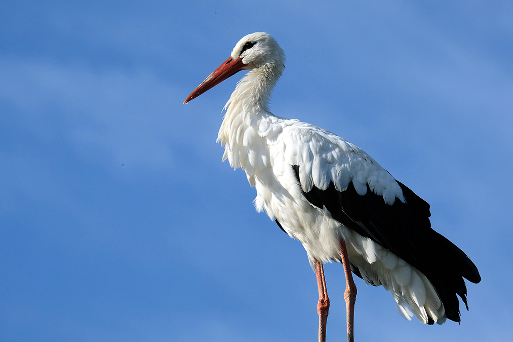 Storch (Illustrationsbild: Nicolas Maeterlinck/Belga)