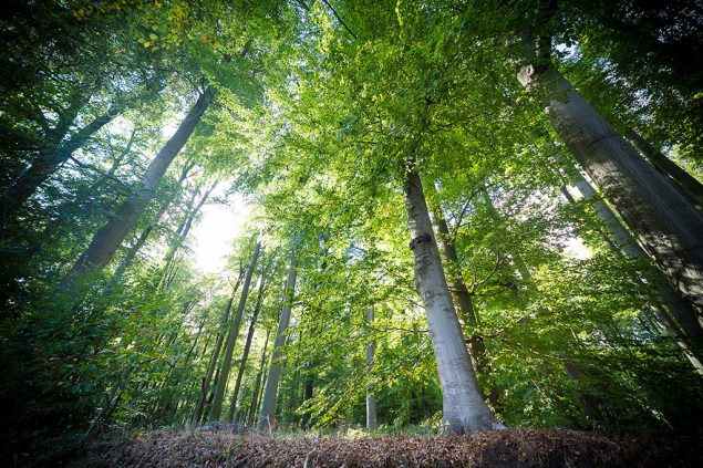Wald (Illustrationsbild: Siska Gremmelprez/Belga)