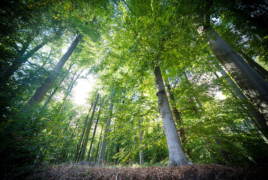 Wald (Illustrationsbild: Siska Gremmelprez/Belga)