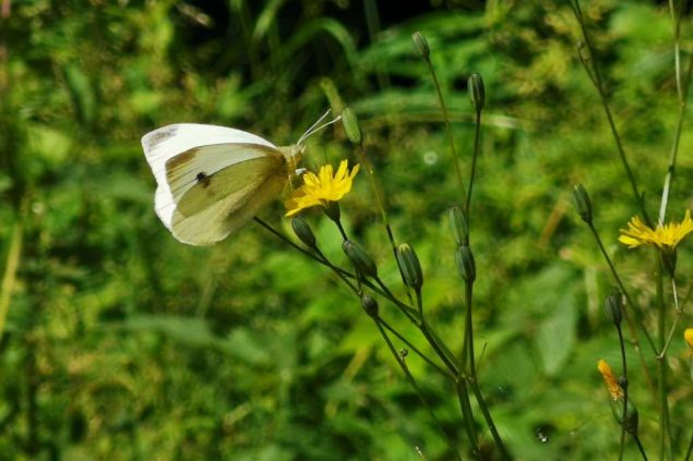 Schmetterling (Bild: Raffaela Schaus/BRF)