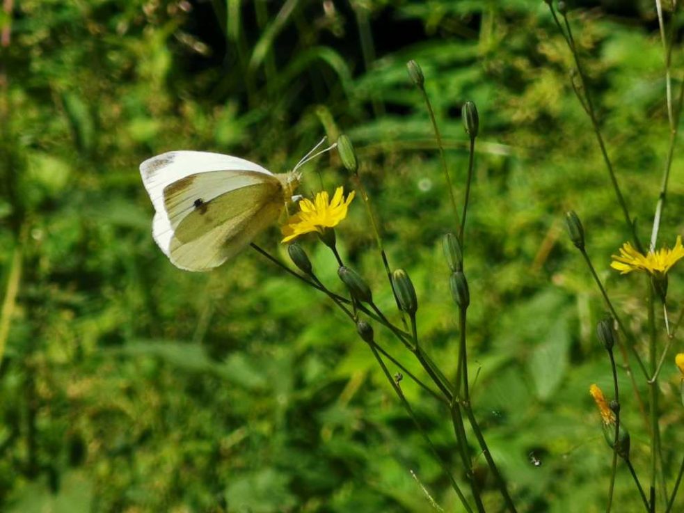 Schmetterling (Bild: Raffaela Schaus/BRF)