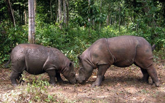 Sumatra-Nashörner (Archivbild: Indonesian Rhino Foundation YABI/EPA)